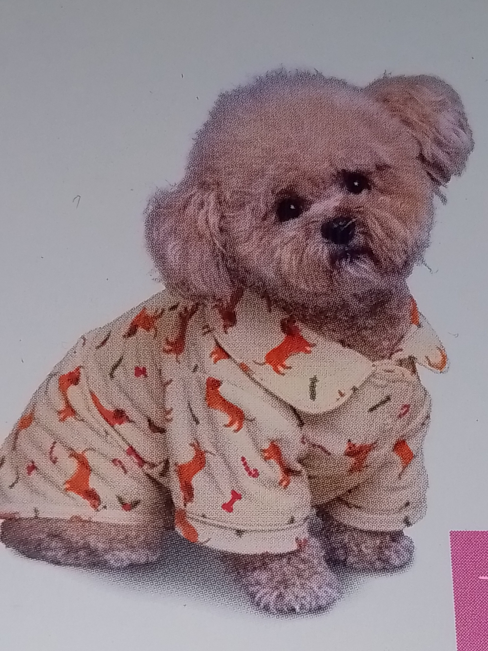 Pet XS Cream Holiday Pajamas with Dachshund Print